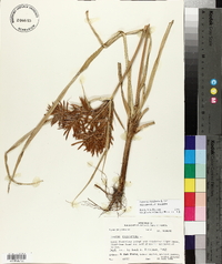 Cyperus esculentus var. macrostachyus image