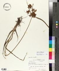 Cyperus esculentus var. macrostachyus image