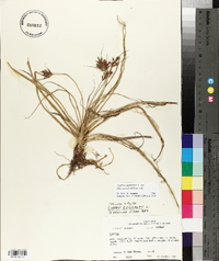 Cyperus esculentus var. macrostachyus image