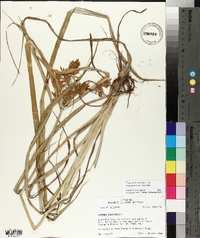 Cyperus esculentus var. macrostachyus image