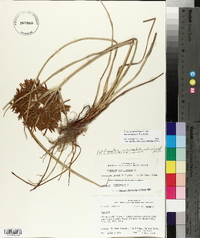 Cyperus esculentus var. macrostachyus image