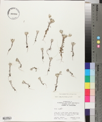 Diaperia candida image