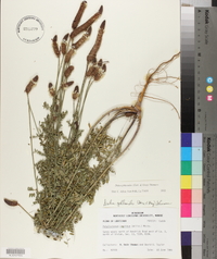 Dalea phleoides image