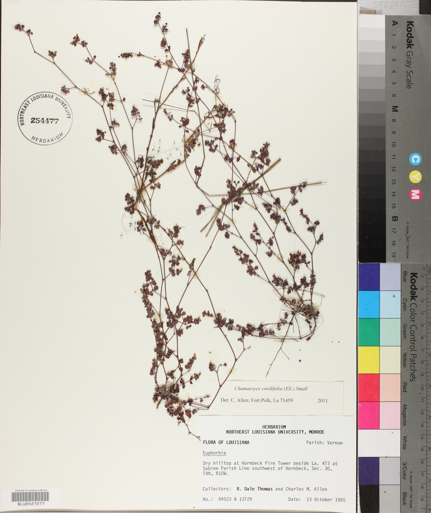Chamaesyce cordifolia image