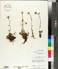 Packera streptanthifolia image