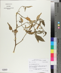 Solanum douglasii image