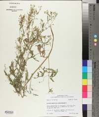 Parthenium hysterophorus image