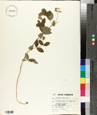 Lathyrus ochroleucus image