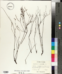 Sanidophyllum cumulicola image