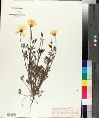 Eschscholzia californica image