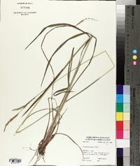 Paspalum praecox image