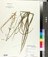 Stenanthium gramineum image