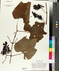 Vitis rupestris image