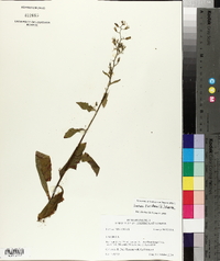 Lactuca floridana image