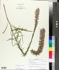 Liatris elegans image