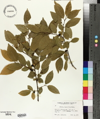 Rhamnus lanceolata image