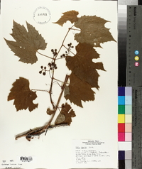 Vitis riparia image