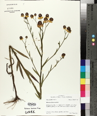 Helenium flexuosum image