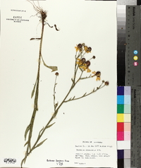 Helenium flexuosum image