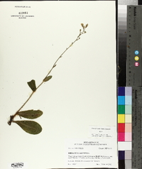 Hieracium gronovii image