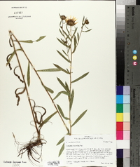 Grindelia lanceolata image