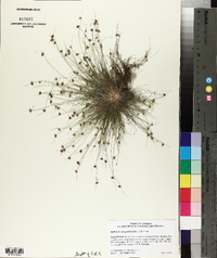 Bulbostylis stenophylla image