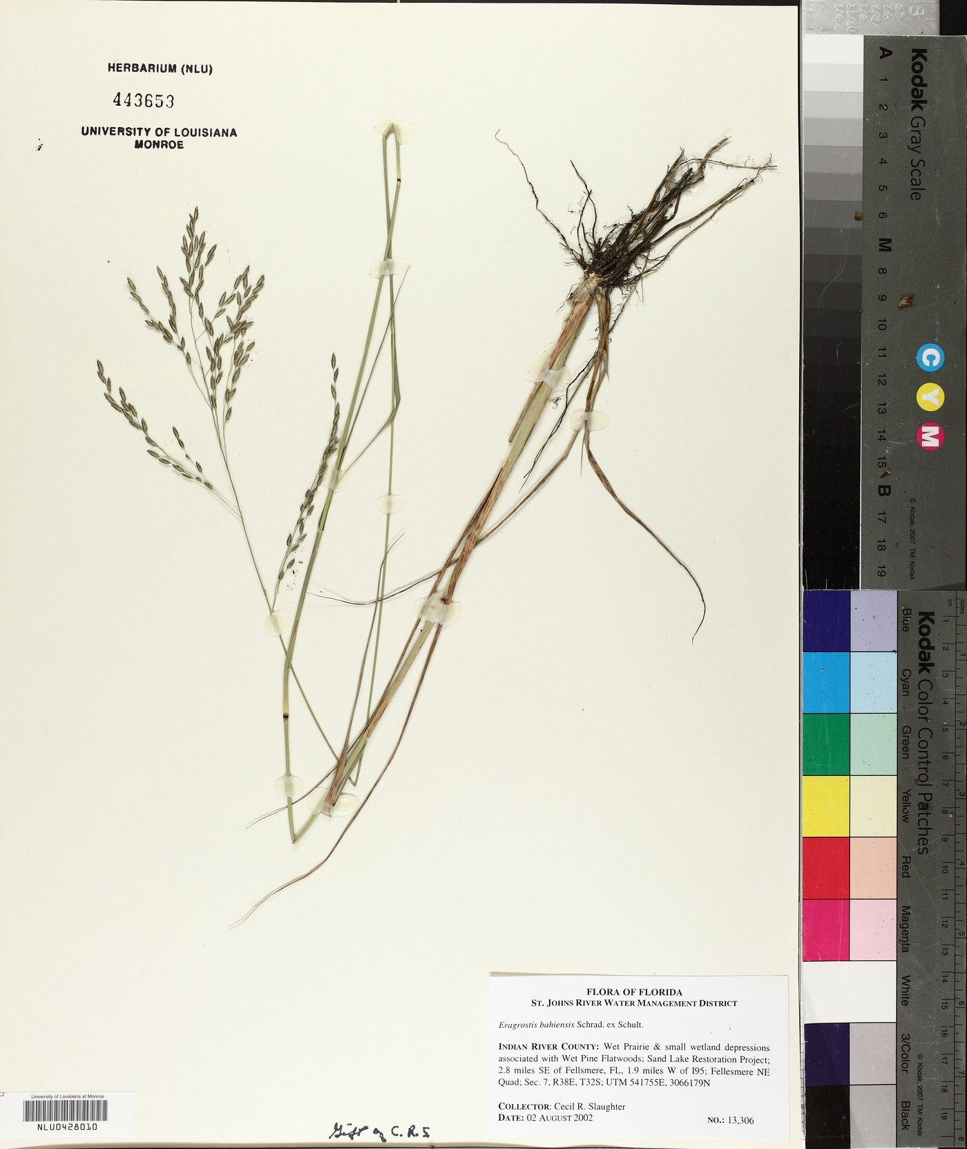 Eragrostis bahiensis image