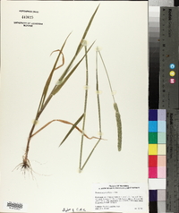 Phalaris angusta image