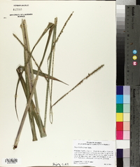 Paspalum floridanum image