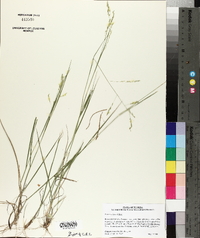 Panicum hians image