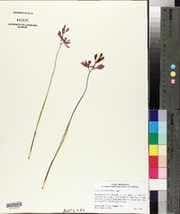 Calopogon barbatus image