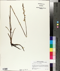 Spiranthes praecox image