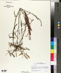 Rumex hastatulus image