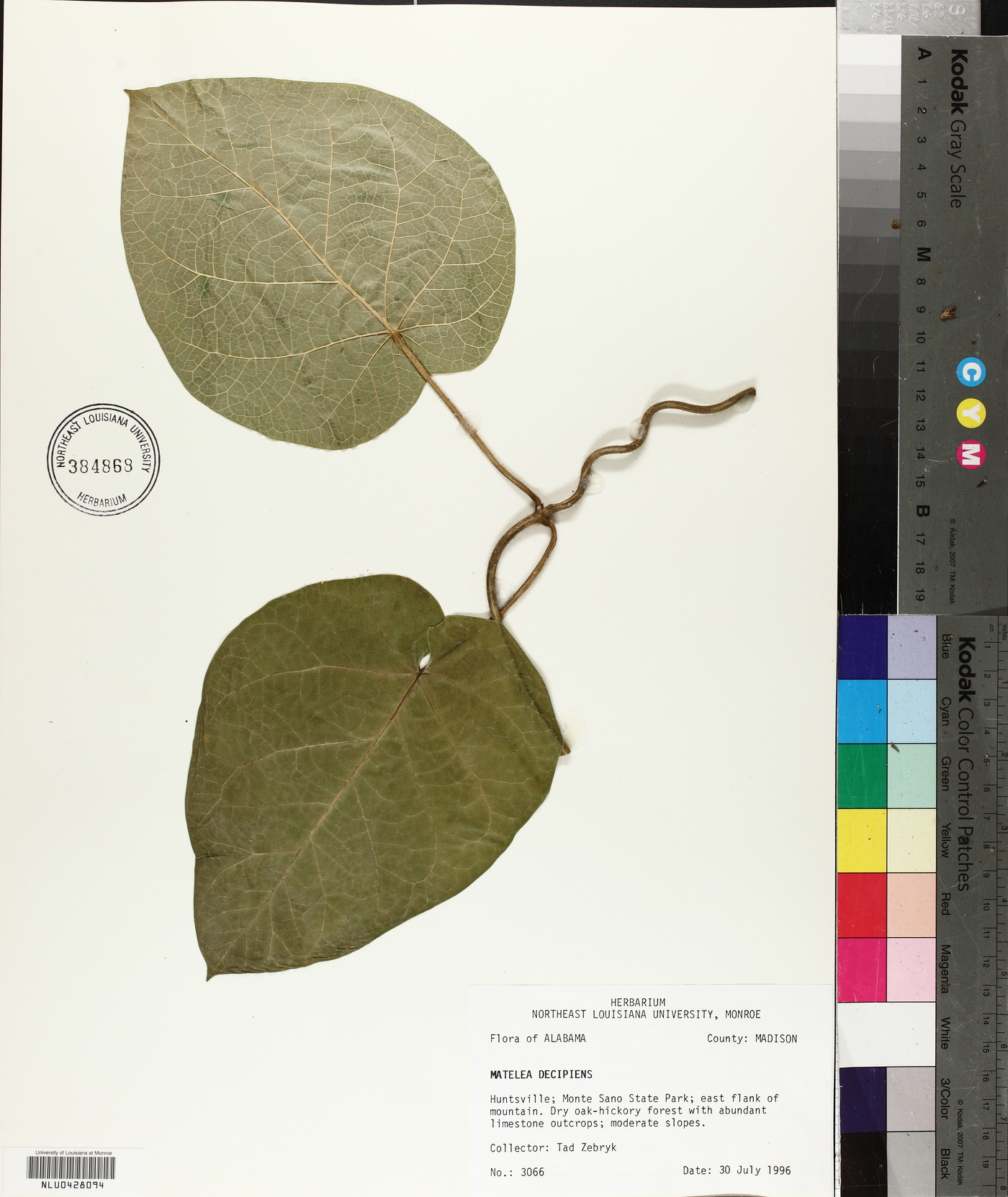 Matelea decipiens image