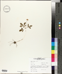 Panax trifolium image