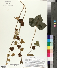 Hedera helix image