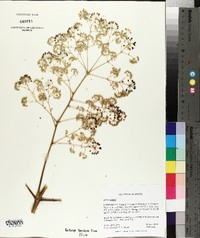 Aralia spinosa image