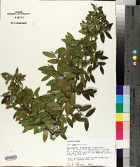 Ilex vomitoria image