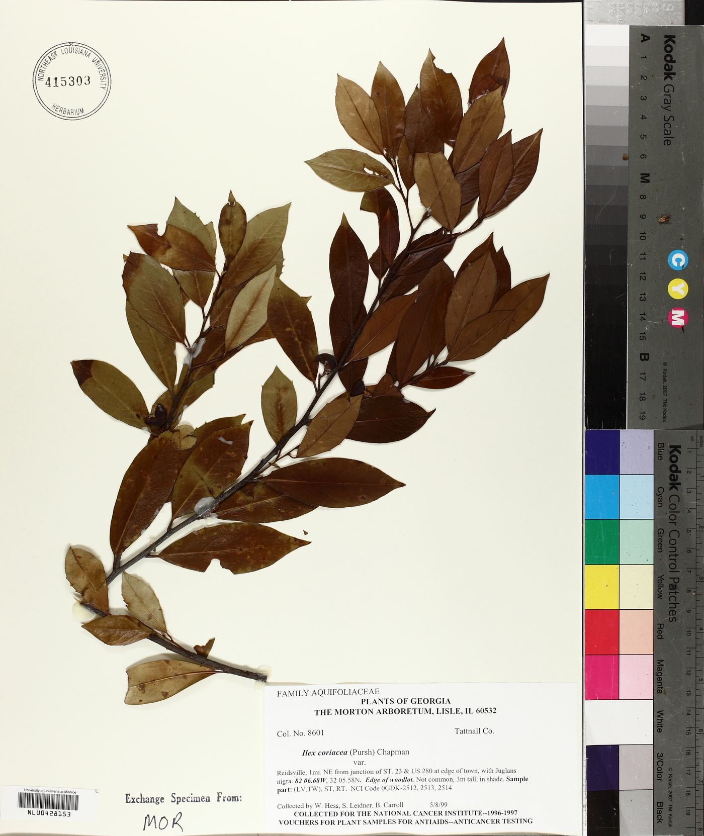 Ilex coriacea image