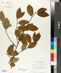 Ilex amelanchier image