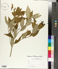 Amsonia tabernaemontana image