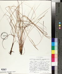 Schizachyrium tenerum image