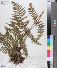 Dryopteris arguta image