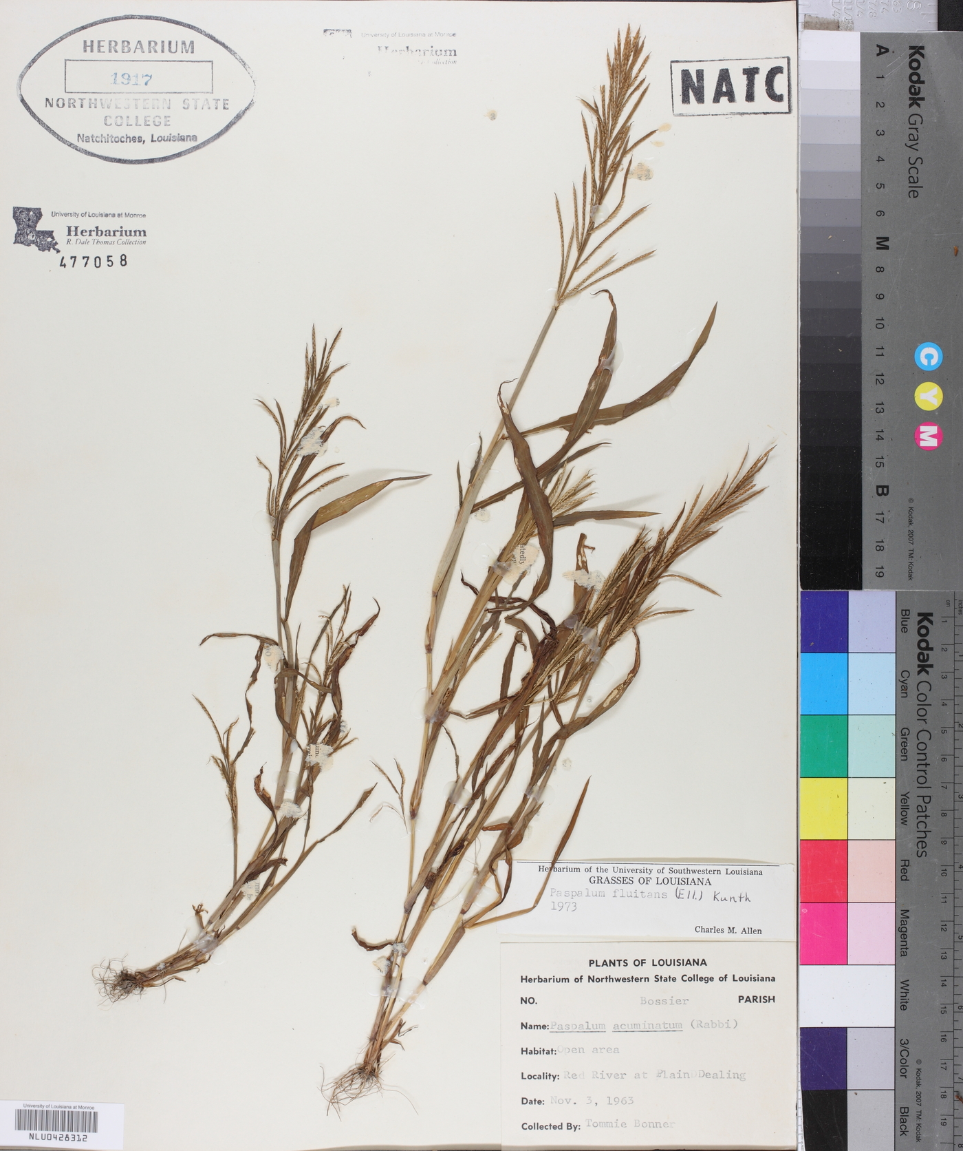 Paspalum fluitans image