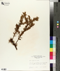 Taxus canadensis image