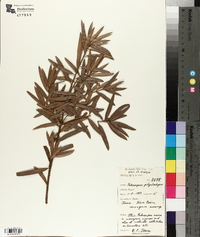 Podocarpus polystachyus image