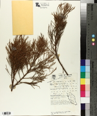 Dacrydium elatum image