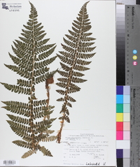 Polystichum braunii var. purshii image