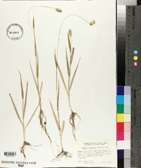 Pennisetum glaucum image