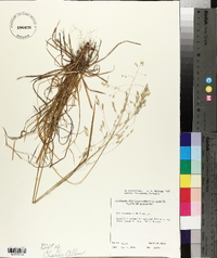 Poa autumnalis image